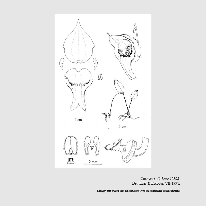 Lepanthes erythrocles